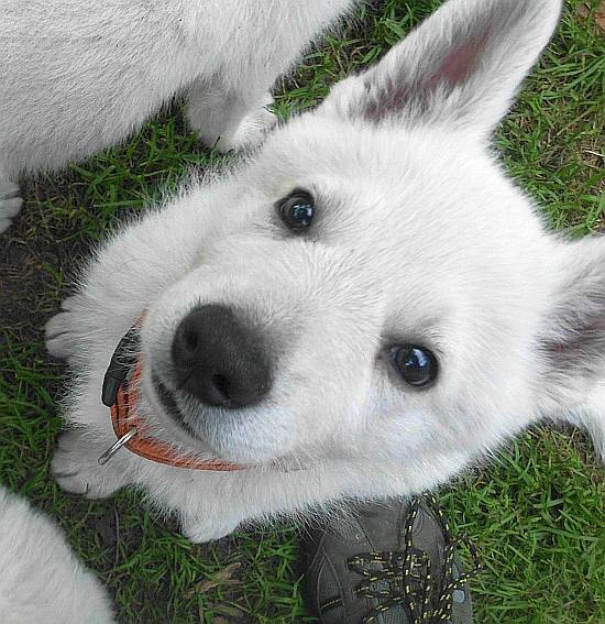 Weisser Schferhundwelpe von den Grenzgngern